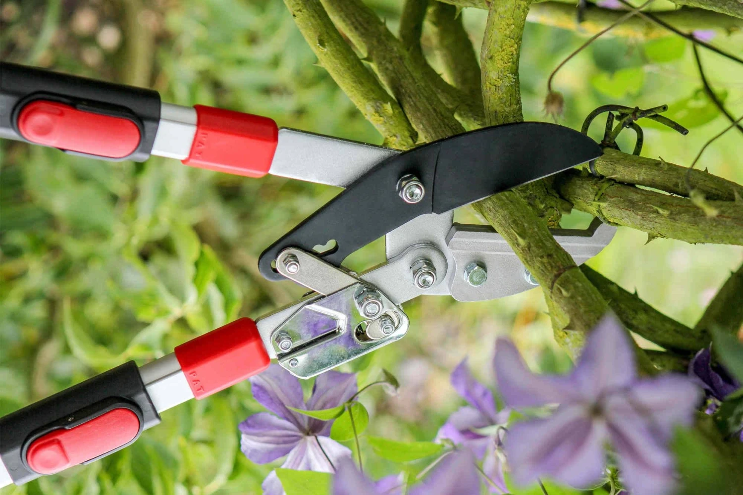 Darlac Telescopic Ratchet Lopper 4 Darlac Telescopic Ratchet Lopper - Image 2