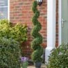 Smart Garden Topiary Twirl 150cm -Outdoor Garden Store 50756 31790
