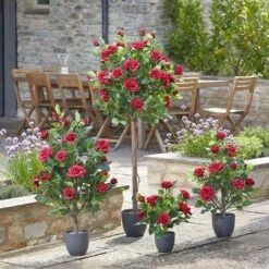 Smart Garden 40cm Regent's Roses - Ruby Red -Outdoor Garden Store 50757 31792