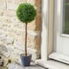 Smart Garden Uno Topiary Tree 40cm 1 Smart Garden Uno Topiary Tree 40cm -Outdoor Garden Store 50810 31673