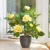 Smart Garden 40cm Regent's Roses - Sunshine Yellow -Outdoor Garden Store 50835 31595