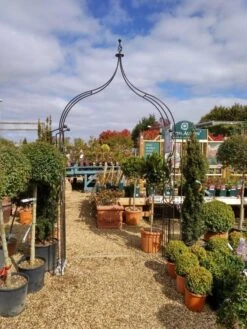 Poppy Forge Flower Arch Ogee -Outdoor Garden Store 53242 26533