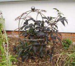 Poppy Forge Bell Cloche - Pack Of 2 -Outdoor Garden Store 55876 40910